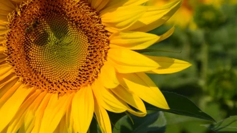 Sunflowers and bees Stock Footage 94327166