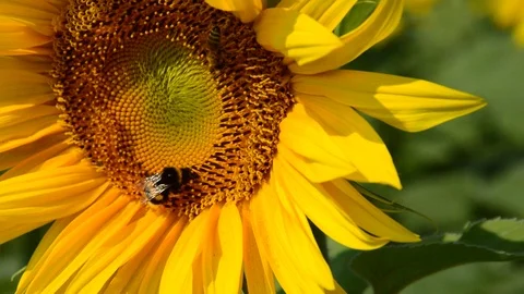 Sunflowers and bees Stock Footage 94327234