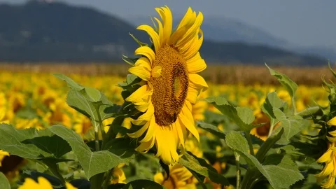 Sunflowers and bees Stock Footage 94327312