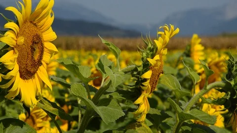 Sunflowers and bees Stock Footage 94327329