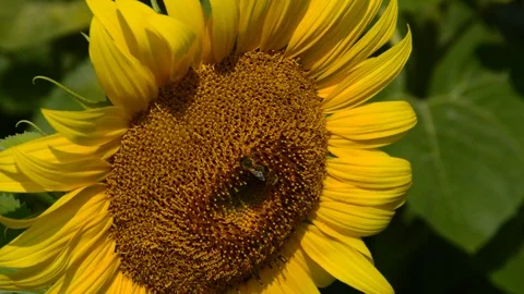 Sunflowers and bees Stock Footage 94327349