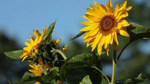 Sunflowers and bees Stock Footage 147049165