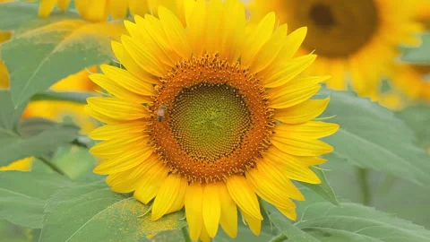 Sunflowers and Bees Stock-Footage 332499957