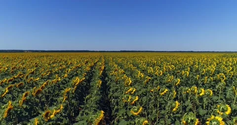 Sunflowers and blue sky Stock Footage 134894886