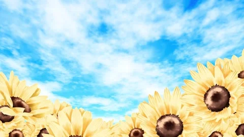  	Sunflowers and a blue sky.loop. Stock Footage 335506243