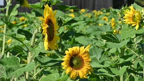 Sunflowers and bumblebees. Stock Footage 254978883