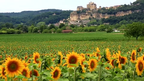 Sunflowers and castle Video stock 139705347