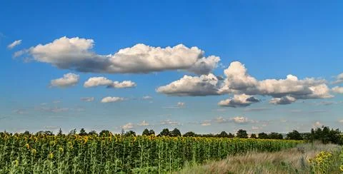 Sunflowers and clouds Stock Photos