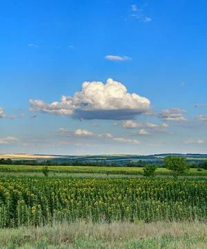 Sunflowers and clouds Foto stock