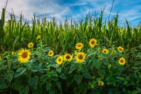 Sunflowers and corn Stock Photos