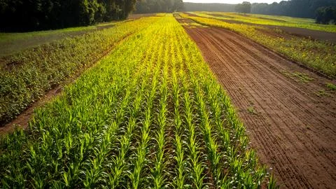 Sunflowers and corn rows in late afternoon sun Stock Photos