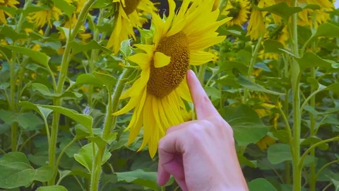 Sunflowers and hand 스톡 동영상 80069904