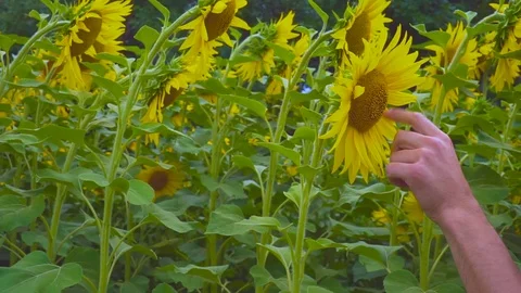 Sunflowers and hand. Man's hand and child's hand Stock Footage 80066473