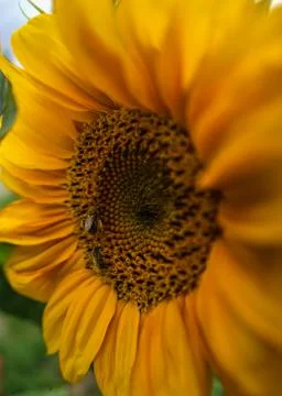 Sunflowers And Honeybees Stock Photos
