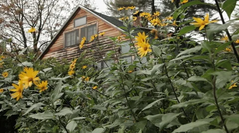 Sunflowers and House Stock Footage 40806751