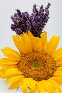 Sunflowers and lavender Stock Photos