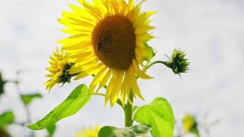 Sunflowers and pollinating insects move in warm summer wind Slow motion Stock Footage 315630469