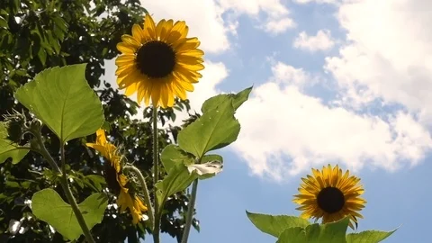 Sunflowers and Puffy Clouds Stock Footage 113818175
