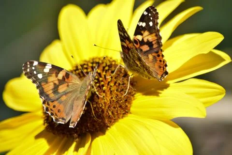 Sunflowers and Summer Stock Photos