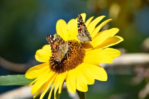 Sunflowers and Summer Stock Photos
