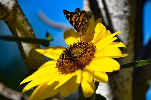 Sunflowers and Summer Stock Photos