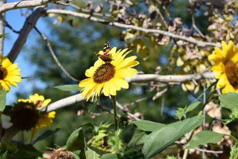 Sunflowers and Summer Stock Photos