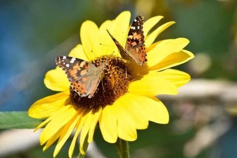 Sunflowers and Summer Stock Photos