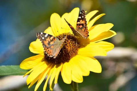 Sunflowers and Summer Stock Photos