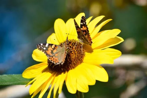 Sunflowers and Summer Stock Photos