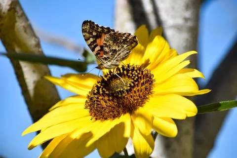 Sunflowers and Summer Stock Photos