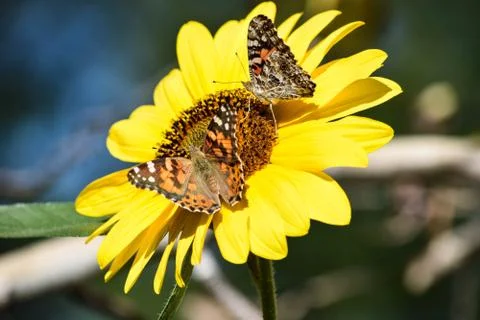 Sunflowers and Summer Stock Photos
