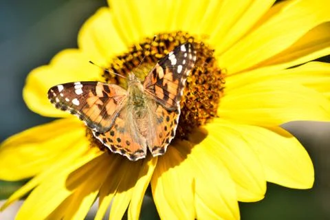 Sunflowers and Summer Stock Photos
