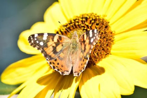 Sunflowers and Summer Stock Photos