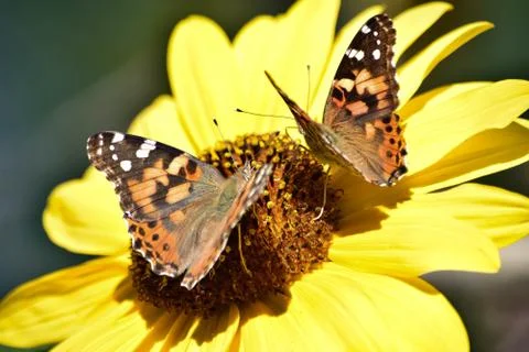 Sunflowers and Summer Stock Photos