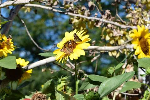Sunflowers and Summer Stock Photos