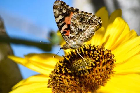 Sunflowers and Summer Stock Photos