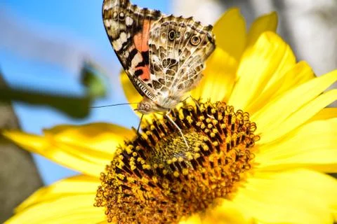 Sunflowers and Summer Stock Photos