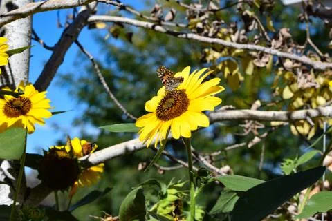 Sunflowers and Summer Stock Photos