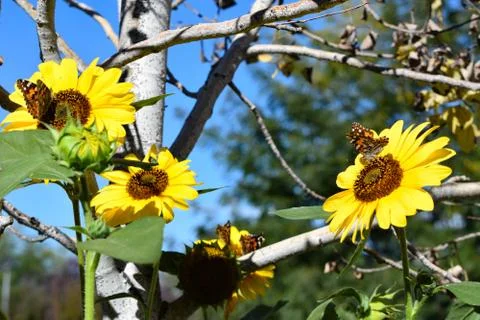 Sunflowers and Summer Stock Photos