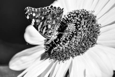 Sunflowers and Summer Stock Photos