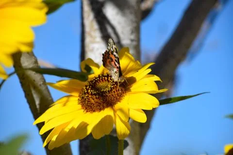 Sunflowers and Summer Foto stock
