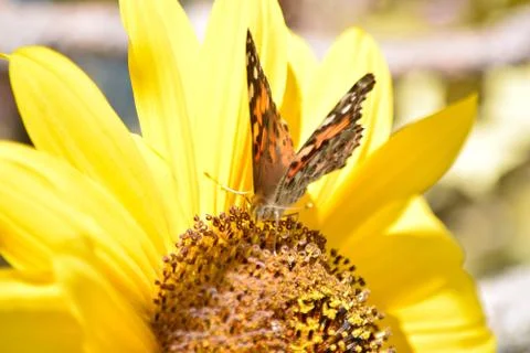 Sunflowers and Summer Stock Photos