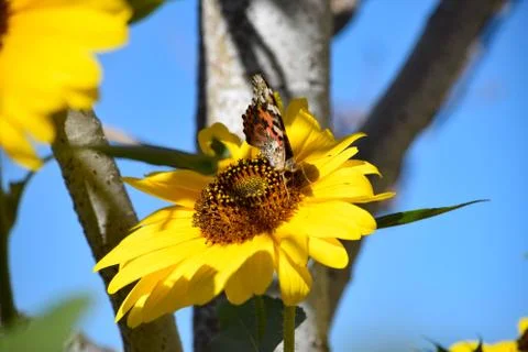 Sunflowers and Summer Foto stock