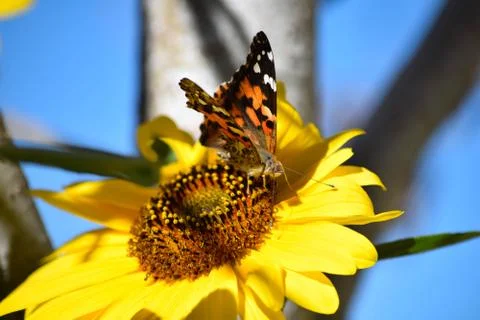 Sunflowers and Summer Stock Photos