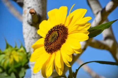 Sunflowers and Summer Stock Photos