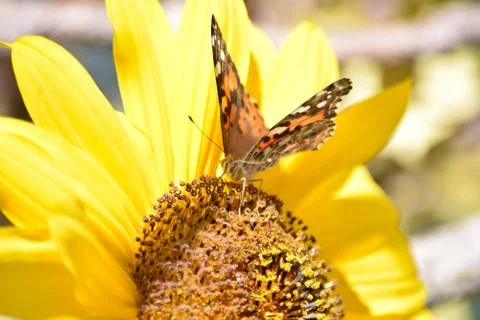 Sunflowers and Summer Stock Photos