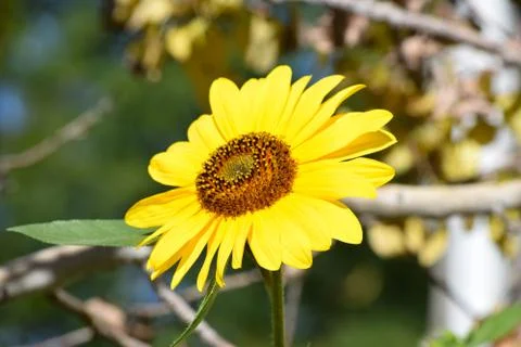Sunflowers and Summer Stock Photos