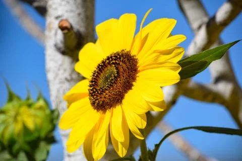 Sunflowers and Summer Stock Photos