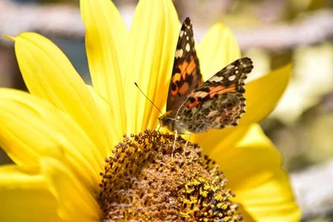 Sunflowers and Summer Stock Photos