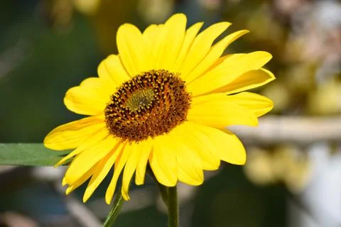 Sunflowers and Summer Stock Photos